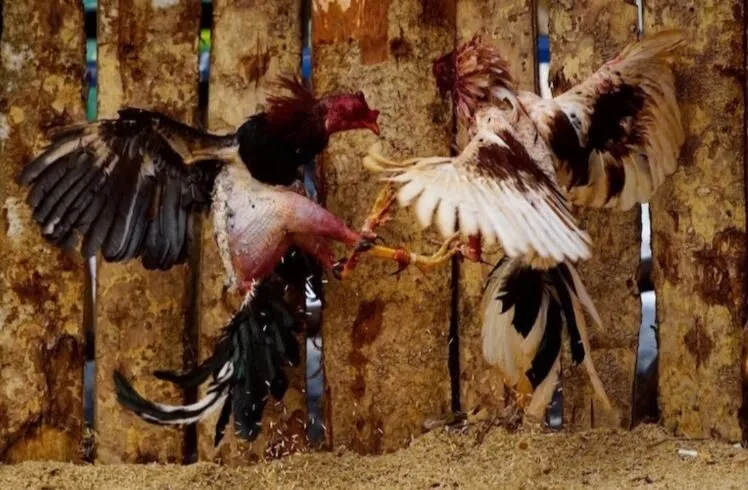 Đá Gà Chọi Cuba Hi88 Những Trận Đấu Hấp Dẫn Nhất 2025 3 Một số dòng Đá Gà Chọi Cuba Hi88 được cho là phổ biến nhất ở thị trường Việt Nam