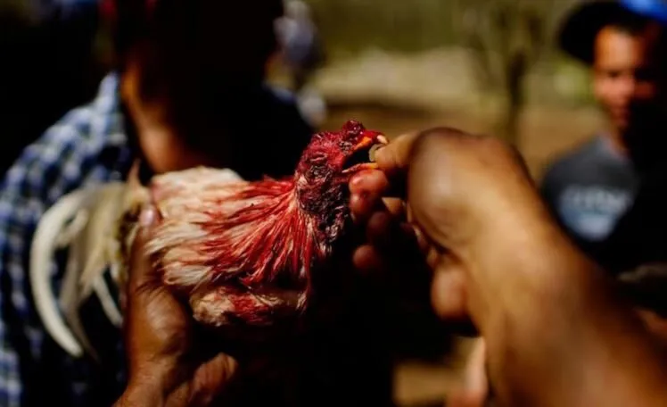 Đá Gà Chọi Cuba Hi88 Những Trận Đấu Hấp Dẫn Nhất 2025 4 Dựa vào đâu mà giá giống Đá Gà Chọi Cuba Hi88 được cập nhật cao đến thế