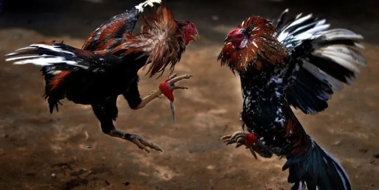 Thời gian chiến đấu một trận Đá Gà Cựa Dao