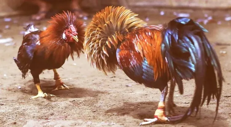 Đá Gà Cựa Sắt Những Trận Đá Hấp Dẫn Lôi Cuốn Trên Hi88 3 Cược Đá Gà Cựa Sắt với 3 lựa chọn