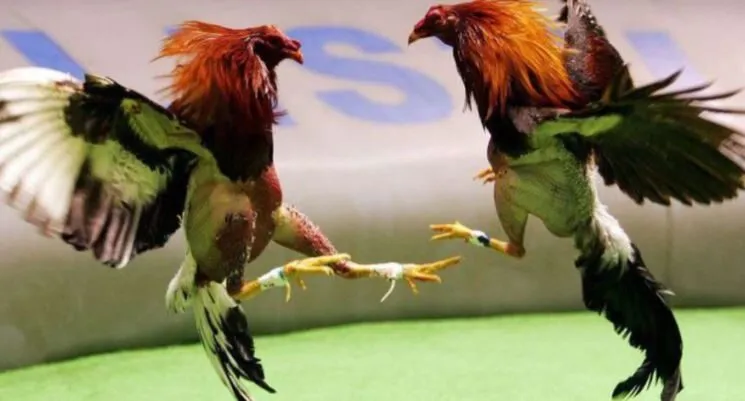 Đá Gà Cựa Sắt Những Trận Đá Hấp Dẫn Lôi Cuốn Trên Hi88 4 Thành công của kênh đá gà cực sắt Hi88