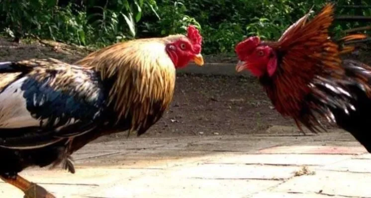 Đá Gà Cựa Sắt Những Trận Đá Hấp Dẫn Lôi Cuốn Trên Hi88 2 Đá Gà Cựa Sắt