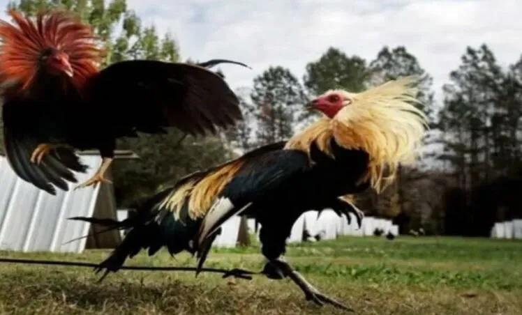 Đá Gà Mỹ Vui Vẻ Hấp Dẫn Lôi Cuốn Game Thủ Tại Hi88 3 Đặc điểm của giống gà đá Mỹ