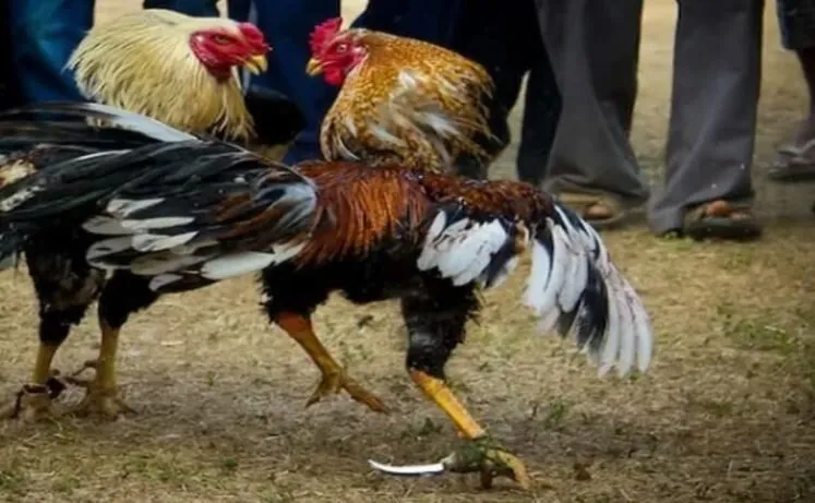 Đá Gà Mỹ Vui Vẻ Hấp Dẫn Lôi Cuốn Game Thủ Tại Hi88 4 So sánh Đá Gà Mỹ với các loại đá gà khác