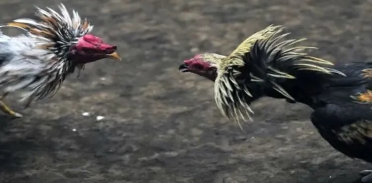 Đá Gà Mỹ Vui Vẻ Hấp Dẫn Lôi Cuốn Game Thủ Tại Hi88 2 Nguồn gốc và lịch sử