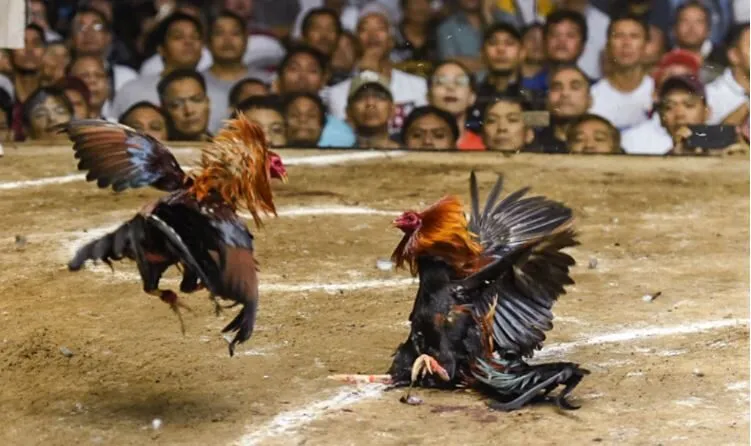 Đá Gà Philippines Tại Hi88 Nơi Chiến Kê Bùng Nổ Cực Hay 4 Ưu điểm chỉ có ở Đá Gà Philippines