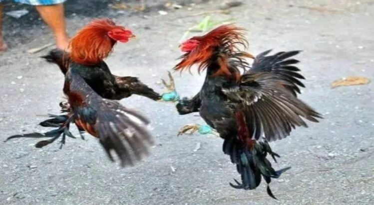 Đá Gà Shamo Tại Hi88 Nơi Xem Đá Gà Cực Kì Hấp Dẫn 4 Sử dụng các loại hạt như ngô, lúa mì làm thực phẩm chính cho Đá Gà Shamo Hi88