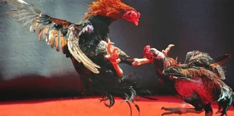 Đá Gà Thomo Tại Cổng Game Hi88 Hấp Dẫn Kịch Tính 3 Đa dạng trận đá kê Thomo