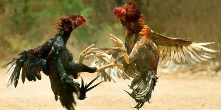 Đá Gà Thomo Tại Cổng Game Hi88 Hấp Dẫn Kịch Tính 4 Cách phân định thắng thua Đá Gà Thomo