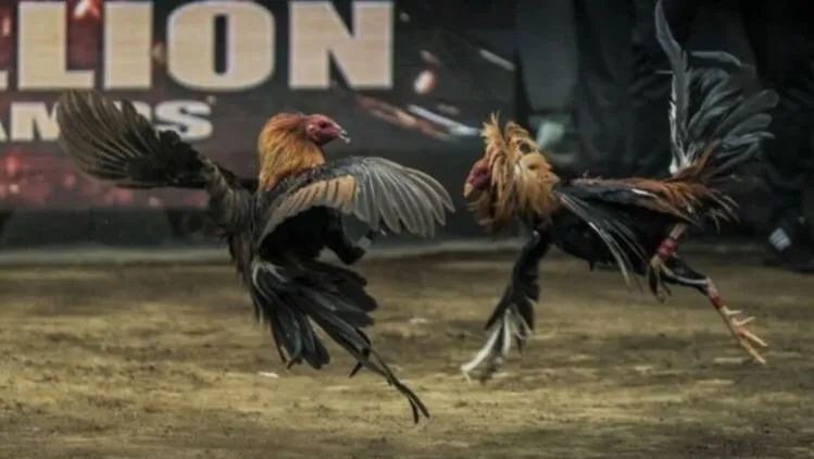 Những Giống Gà Đá ưa Chuộng