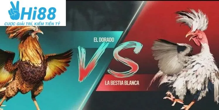 Một số dòng Đá Gà Chọi Cuba Hi88 được cho là phổ biến nhất ở thị trường Việt Nam