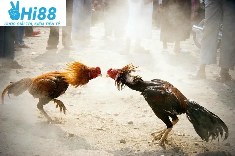 Đá Gà Cựa Sắt Hi88