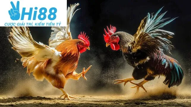 Những điều cần biết về Đá Gà Shamo Hi88 là gì?
