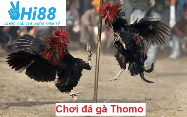 Đá Gà Thomo Hi88