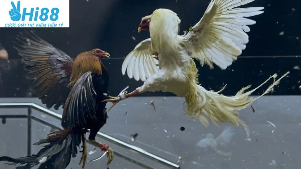 Đá Gà Trực Tiếp Hi88 Là Gì?